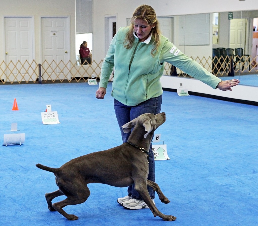 k9 activity club k9 activity club