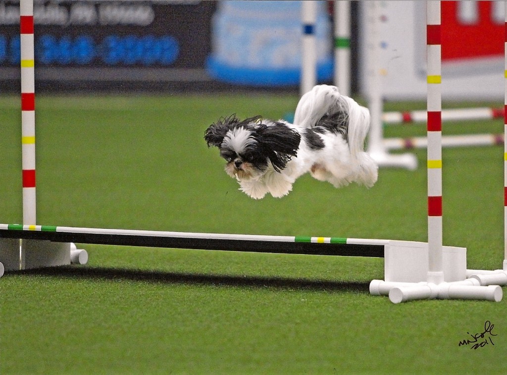 k9 activity club k9 activity club